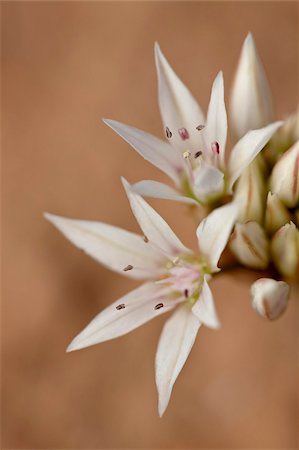 Prairie wild onion (Allium textile), Canyon Country, Utah, United States of America, North America Stock Photo - Rights-Managed, Code: 841-03674572
