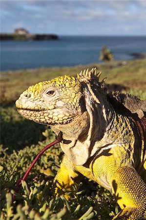 Galapagos land iguana (Conolophus subcristatus), Islas Plaza (lPlaza island), Galapagos Islands, UNESCO World Heritage Site, Ecuador, South America Stock Photo - Rights-Managed, Code: 841-03675095