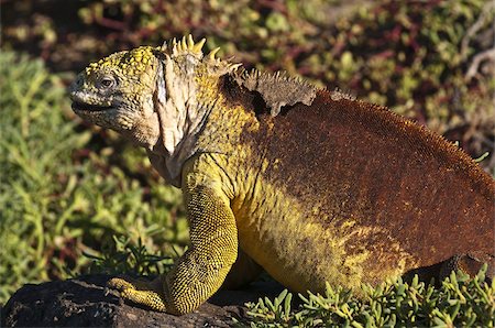 Galapagos land iguana (Conolophus subcristatus), Islas Plaza (Plaza island), Galapagos Islands, UNESCO World Heritage Site, Ecuador, South America Stock Photo - Rights-Managed, Code: 841-03675096