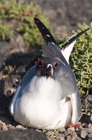 swallow-tailed gull - Swallow-tailed Gull (Creagrus furcatus), Islas Plaza (Palza island), Galapagos Islands, UNESCO World Heritage Site, Ecuador, South America Stock Photo - Rights-Managed, Code: 841-03675099