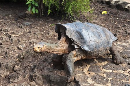 Diego, a giant tortoise (Geochelone nigra) at the Charles Darwin Research Station, Galapagos National Park, Puerto Ayora, Isla Santa Cruz (Santa Cruz island), Galapagos Islands, Ecaudor, South America Stock Photo - Rights-Managed, Code: 841-03675107