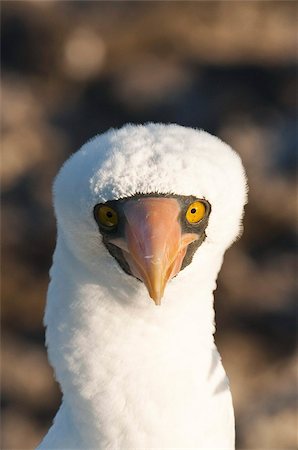 simsearch:841-03675143,k - Nazca Booby (Sula dactylatra), Suarez Point, Isla Espanola (Hood Island), Galapagos Islands, Ecuador, South America Stock Photo - Rights-Managed, Code: 841-03675115