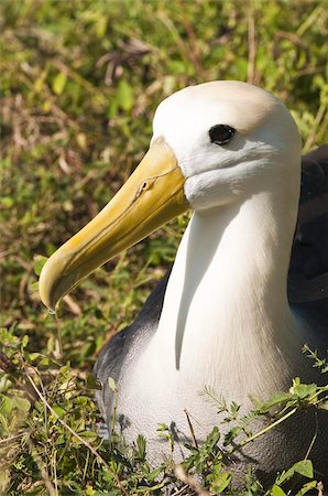 Waved albatross (Phoebastria irrorata), Suarez Point, Isla Espanola (Hood Island), Galapagos Islands, UNESCO World Heritage Site, Ecuador, South America Stock Photo - Rights-Managed, Code: 841-03675117