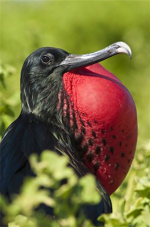 frégate - Frégate grand oiseau (Sula nebouxii), Isla San Cristobal (île de San Cristobal), aux îles Galapagos, l'UNESCO World Heritage Site, Equateur, Amérique du Sud au large de Lobos d'Isla Photographie de stock - Rights-Managed, Code: 841-03675125