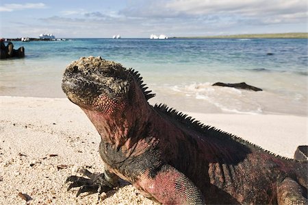 Marine iguana (Amblyrhynchus cristatus), Suarez Point, Isla Espanola (Hood Island), Galapagos Islands, UNESCO World Heritage Site, Ecuador, South America Stock Photo - Rights-Managed, Code: 841-03675120