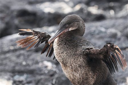 Flightless cormorant (Phalacrocorax harrisi), Espinosa Point, Isla Fernandina (Fernandina Island), Galapagos Islands, UNESCO World Heritage Site, Ecuador, South America Stock Photo - Rights-Managed, Code: 841-03675138