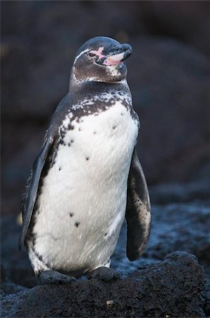Galapagos penguin (Spheniscus mendiculus), Galapagos Islands, UNESCO World Heritage Site, Ecuador, South America Stock Photo - Rights-Managed, Code: 841-03675145