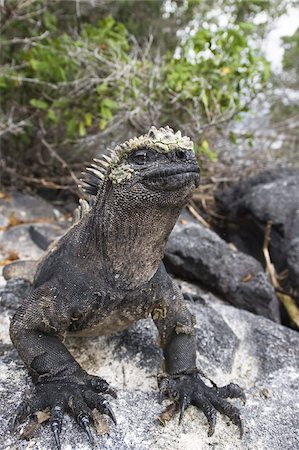 Marine iguana (Amblyrhynchus cristatus), Espinosa Point, Isla Fernandina (Fernandina Island), Galapagos Islands, UNESCO World Heritage Site, Ecuador, South America Fotografie stock - Rights-Managed, Codice: 841-03675142