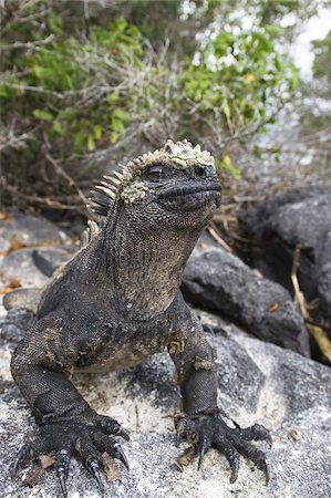 simsearch:841-06449867,k - Marine iguana (Amblyrhynchus cristatus), Espinosa Point, Isla Fernandina (Fernandina Island), Galapagos Islands, UNESCO World Heritage Site, Ecuador, South America Foto de stock - Con derechos protegidos, Código: 841-03675142