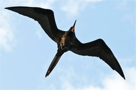 simsearch:841-07205479,k - Frégate du Pacifique (Sula nebouxii), aux îles Galapagos, en Équateur, en Amérique du Sud Photographie de stock - Rights-Managed, Code: 841-03675150