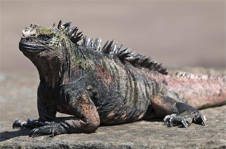 ecuador wild animals - Marine iguana, Port Egas (James Bay) Isla Santiago (Santiago Island), Galapagos Islands, Ecuador, South America Stock Photo - Rights-Managed, Code: 841-03675153