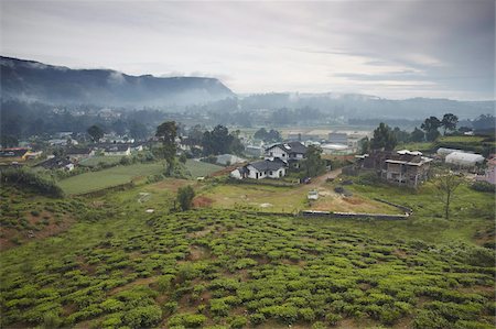 Tea plantation, Nuwara Eliya, Sri Lanka, Asia Stock Photo - Rights-Managed, Code: 841-03675222