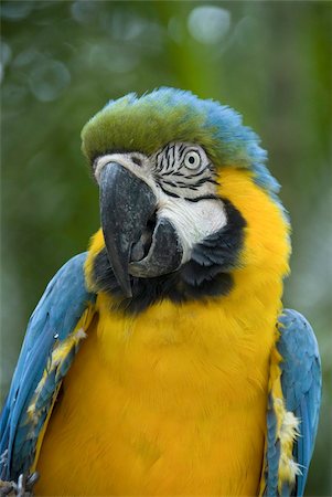 simsearch:841-02992677,k - Blue and yellow macaw (Ara Ararauna), Macaw Mountain Bird Park, Copan, Honduras, Central America Foto de stock - Con derechos protegidos, Código: 841-03675305