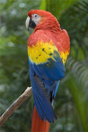 Scarlet Macaw (Ara Macao), parc d'oiseaux de la montagne de Macaw, Copan, au Honduras, Amérique centrale Photographie de stock - Rights-Managed, Code: 841-03675306