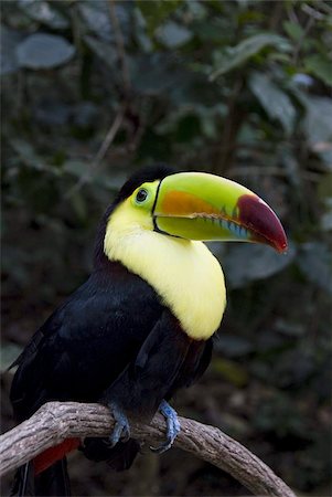 simsearch:841-03869105,k - Keel-billed toucan (rainbow-billed toucan) (Ramphastos Sulfuratus), Macaw Mountain Bird Park, near Copan, Honduras, Central America Foto de stock - Con derechos protegidos, Código: 841-03675307