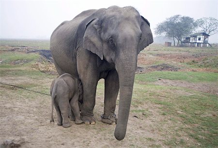 Two month old baby calf nuzzling mother elephant to suckle, Kaziranga National Park, Assam, India, Asia Foto de stock - Con derechos protegidos, Código: 841-03675385