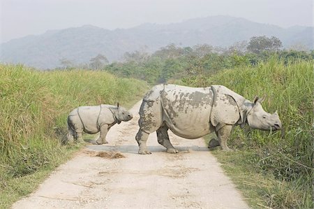 rhinocéros - Rhinocéros blanc indien et veau émergeant de l'herbe de l'éléphant dans le Parc National de Kaziranga, Assam, Inde, Asie Photographie de stock - Rights-Managed, Code: 841-03675387
