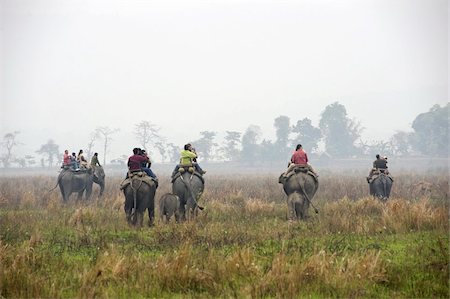 elephant india - Tourists riding on elephant back, with two fifteen month old elephant calves following their mothers, dawn, Kaziranga National Park, Assam, India, Asia Stock Photo - Rights-Managed, Code: 841-03675383