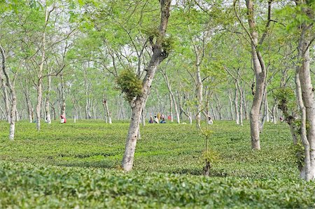 Women working in Assam tea garden, Jorhat, Assam, India, Asia Stock Photo - Rights-Managed, Code: 841-03675423