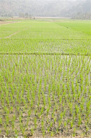 rice paddy - Rice paddy fields, Ganeshpahar village, Brahmaputra, Assam, India, Asia Stock Photo - Rights-Managed, Code: 841-03675438