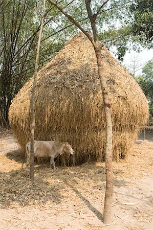 Cow and haystack in rural farming village, Assam, India, Asia Foto de stock - Con derechos protegidos, Código: 841-03675430