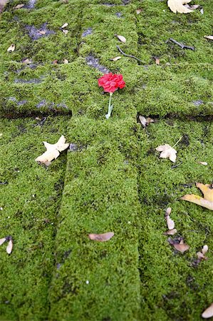 paris flowers - Flower on a grave, Paris, France, Europe Stock Photo - Rights-Managed, Code: 841-03675930