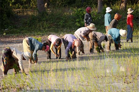 simsearch:841-06805756,k - Farmers planting rice, Siem Reap, Cambodia, Indochina, Southeast Asia, Asia Fotografie stock - Rights-Managed, Codice: 841-03676037