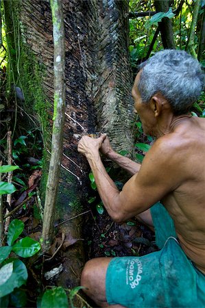 ficus - Taking latex from a rubber tree in the forest of Belem, Brazil, South America Foto de stock - Con derechos protegidos, Código: 841-03676090