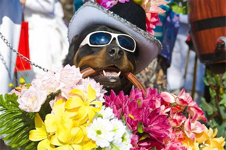 funny animal not people - Dog carrying flowers at the Carnival in Funchal, Madeira, Portugal, Europe Stock Photo - Rights-Managed, Code: 841-03676152