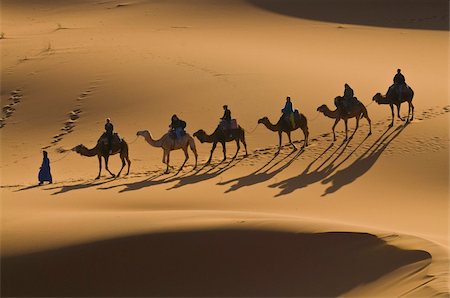 Camels in the dunes, Merzouga, Morocco, North Africa, Africa Stock Photo - Rights-Managed, Code: 841-03676224