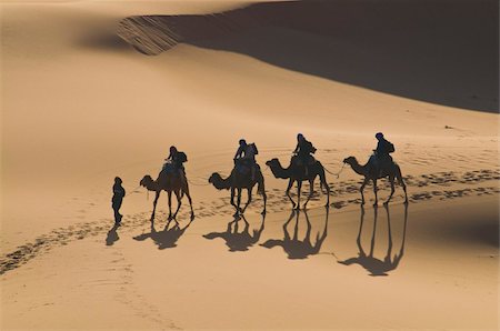 Camels in the dunes, Merzouga, Morocco, North Africa, Africa Stock Photo - Rights-Managed, Code: 841-03676223