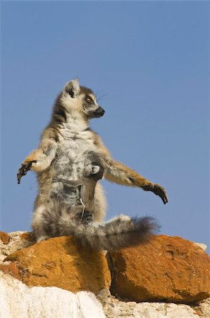 Ring-tailed Lemur (Lemur catta) with baby, Berenty Private Reserve, Madagascar, Africa Stock Photo - Rights-Managed, Code: 841-03676418