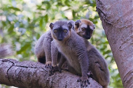 simsearch:841-03674350,k - Lémurien de Brown à front roux (Eulemur rufifrons), privée de Berenty réserve, Madagascar, Afrique Photographie de stock - Rights-Managed, Code: 841-03676422