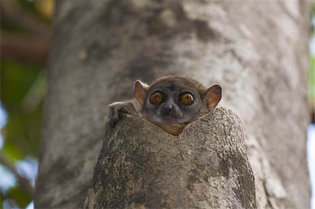 Lepilemur ankaranensis (Ankarana Sportive lemur), Ankarana National Park, Madagascar, Africa Foto de stock - Con derechos protegidos, Código: 841-03676434