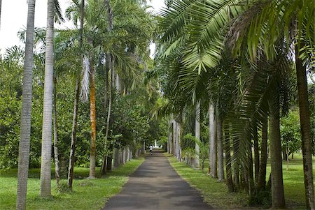 simsearch:841-08240052,k - Sir Seewoosagur Ramgoolam Botanical Garden, Mauritius, Indian Ocean, Africa Foto de stock - Con derechos protegidos, Código: 841-03676701