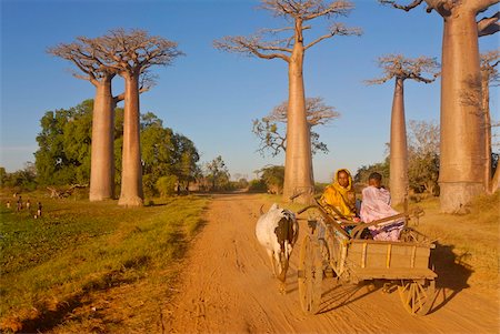 Charrette à l'Avenue de Baobabs au lever du soleil, Madagascar, Afrique Photographie de stock - Rights-Managed, Code: 841-03676766