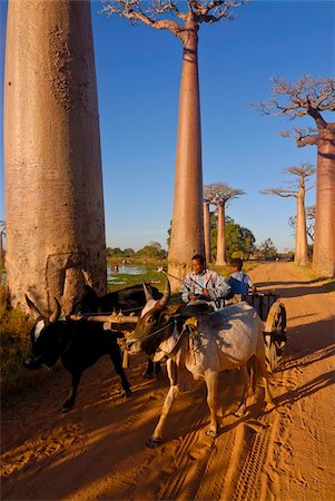 Ox cart at the Avenue de Baobabs at sunrise, Madagascar, Africa Foto de stock - Con derechos protegidos, Código: 841-03676767