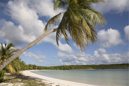 Palm tree and sandy beach in Sun Bay in Vieques, Puerto Rico, West Indies, Caribbean, Central America Foto de stock - Con derechos protegidos, Código: 841-03677026