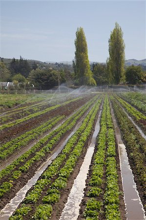 Field of organic lettuce in Earthbound Farms, Carmel Valley, California, United States of America, North America Stock Photo - Rights-Managed, Code: 841-03677119