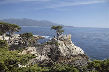 Lonely pine on 17 Mile Drive near Monterey, California, United States of America, North America Stock Photo - Rights-Managed, Code: 841-03677125