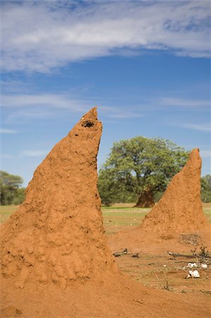 Conical shaped mounds created by a termite colony, Namibia, Africa Foto de stock - Con derechos protegidos, Código: 841-03677140