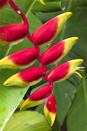 ste lucie - Heliconia pendula, une écoulement plante originaire des régions tropicales, Sainte-Lucie, Antilles, Caraïbes, Amérique centrale Photographie de stock - Rights-Managed, Code: 841-03677189