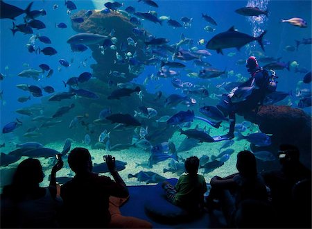 sharks in water - Palma Aquarium interior with diver feeding fish and sharks, Playa de Palma, Majorca, Balearic Islands, Spain, Europe Stock Photo - Rights-Managed, Code: 841-03677605