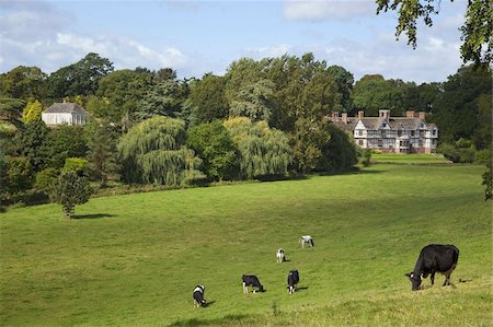 shropshire - Cows graze on meadows surrounding Pitchford Hall, an Elizabethan half-timbered house, Shropshire, England, United Kingdom, Europe Fotografie stock - Rights-Managed, Codice: 841-03677607
