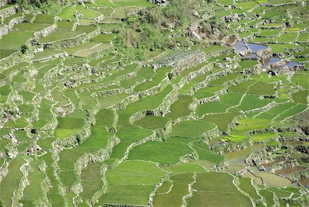 sagada - Stone-walled rice terraces typical of Ifugao culture, Aguid, near Sagada, Cordillera, Luzon, Philippines, Southeast Asia, Asia Stock Photo - Rights-Managed, Code: 841-03672295