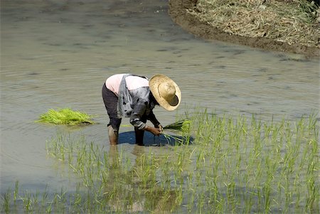 Transplanting rice on the mud-walled terraces, Banaue, Ifugao, Cordillera, Luzon, Philippines, Southeast Asia, Asia Foto de stock - Con derechos protegidos, Código: 841-03672293