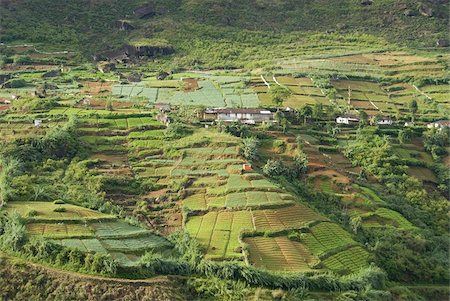 Market gardening, Nuwara Eliya, Hill Country, Sri Lanka, Asia Stock Photo - Rights-Managed, Code: 841-03672347