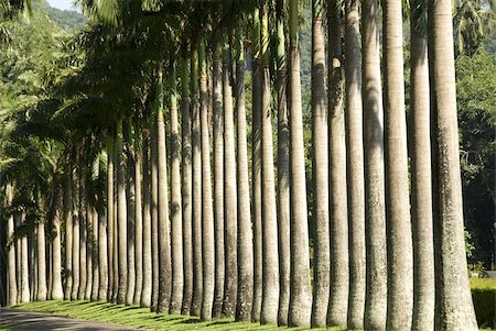 Peradeniya Botanic Gardens, Kandy, Hill Country, Sri Lanka, Asie Photographie de stock - Rights-Managed, Code: 841-03672349