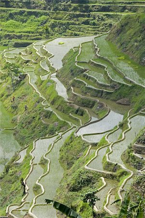 Mud-walled rice terraces of Ifugao culture, Banaue, UNESCO World Heritage Site, Cordillera, Luzon, Philippines, Southeast Asia, Asia Foto de stock - Con derechos protegidos, Código: 841-03672354