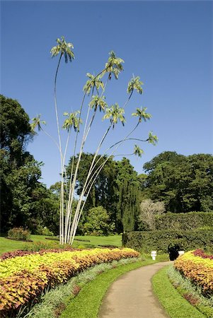 Peradeniya Botanic Gardens, Kandy, Hill Country, Sri Lanka, Asia Fotografie stock - Rights-Managed, Codice: 841-03672350